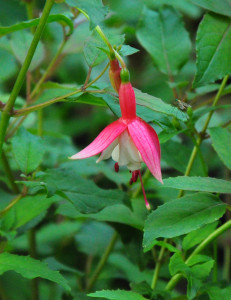 DSC_0153.JPG