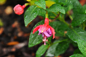 DSC_0163.JPG