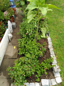 Neues Fuchsienbeet_20230716.jpg