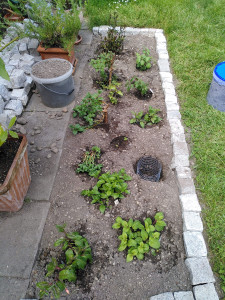 Neues Fuchsienbeet_20230601.jpg