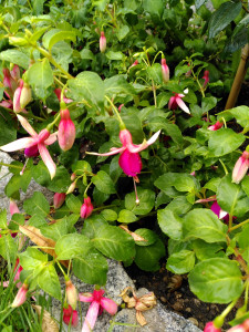 Fuchsie Pinkes Riesending_20230716.jpg