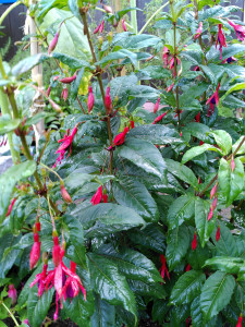Fuchsie Reitzii_1_20230716.jpg