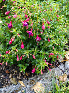 Fuchsie Little Beauty _2_20230716.jpg