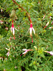 Fuchsie Arauco _20230716.jpg