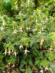 Fuchsie_Whiteknights Pearl_20230716.jpg
