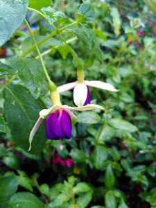 Fuchsie Rose of Castille Improved_20230716.jpg