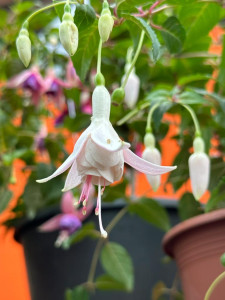 Getaufte Fuchsie 'Detlef Dresler'