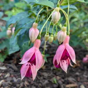 Garden News 2023 07.22..jpg