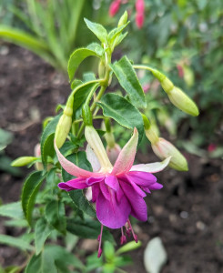 Elburg´s Blauwtje 2023 07.29..jpg