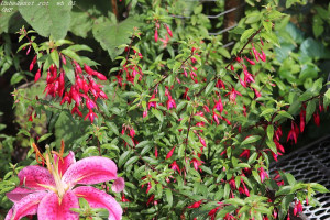 Unbekannt rot wh 01  IMG_6182.jpg