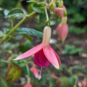 Dankeschön Edeltraud, endlich hat sie wenigstens eine Blüte geöffnet!