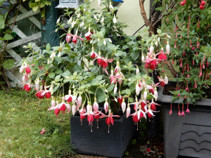 'Celia Smedley'