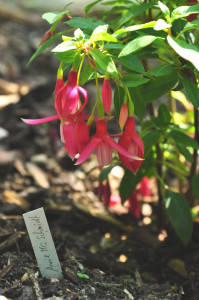 DSC_0796.JPG