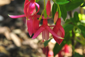 DSC_0797.JPG