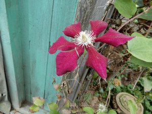 letzte Blüten der dunkelroten Clematis