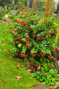 DSC_Mrs Popple 2 .jpg