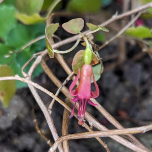 neu gepflanzt und schon die erste Blüte