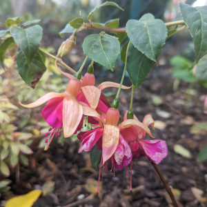 Garden News 2023 10.17..jpg