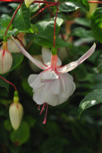DSC_0746.JPG