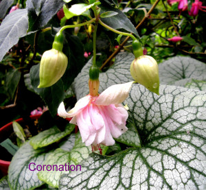 Foto von Edeltraud Meub: 'Coronation'