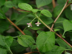 thymifolia thymifolia vrl bloem 1.jpg