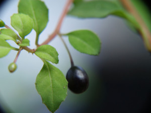 thymifolia thymifolia bes.JPG