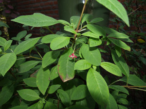 thymifolia minimiflora 1.jpg