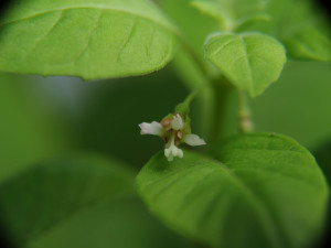 thymifolia minimiflora vrl 1.JPG