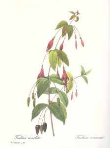 f.coccinea von Pierre J. Redouté