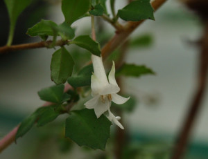 microphylla hidalgensis 6.jpg