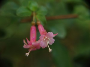 microphylla hemsleyana 25.JPG