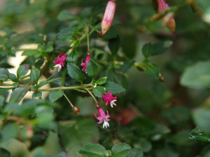 microphylla hemsleyana vrl 6.jpg