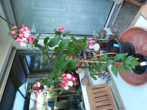 Fuchsie 'Dietlinde'