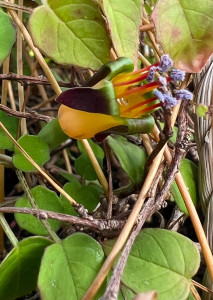procumbens (2).jpg