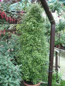 Säule der f.procumbens bei Familie Fuhrmann 2010