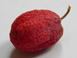 DSCN1158.JPG