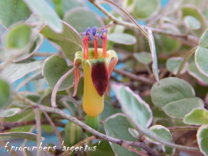 f.procumbens argentus.jpg