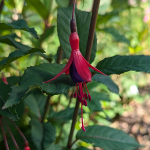 Fu. regia ssp reitzii 2024 06.19..jpg