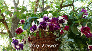'Deep Purple'.jpg