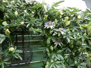 Passionsblüte.jpg