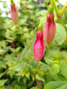 Pinkes Riesending steht auch seit einem Jahr im Gartenboden und hat viele Knospen.