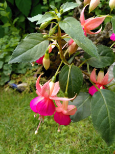 Fuchsie Lauchefeld_04072024.jpg