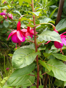 Fuchsie Voltaire_2_04072024.jpg