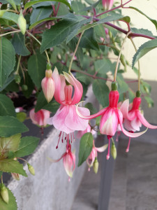 'Leonora'