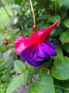 Fuchsie Dark Eyes_2_23072024.jpg