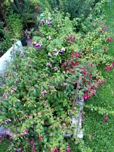Fuchsienbeet 24072024.jpg
