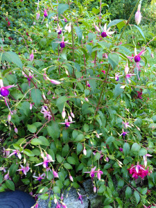 Chillerton Beauty