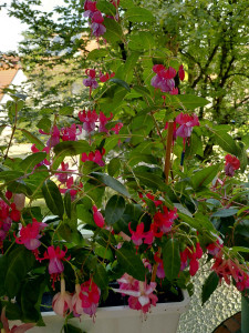 Fuchsie Abbé Farges _1_09082024.jpg