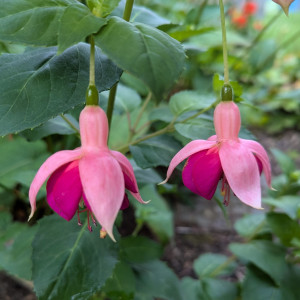 Garden News 2024 07.14..jpg
