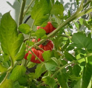 20240907_135107.jpg